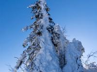 Verschneite Windseite an Tanne